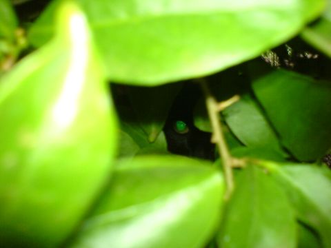 Jenny in the bush