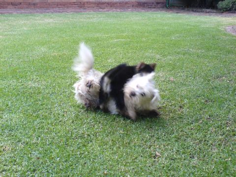 Elizabeth and Cleopatra in action