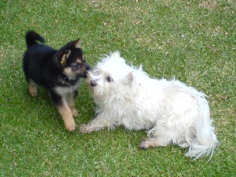 Puppy's attack