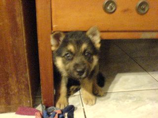 Puppy's face