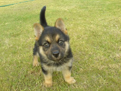 Crazed puppy