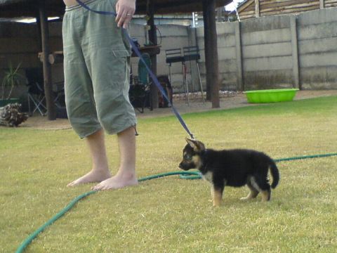 Leash training