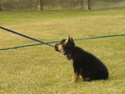 Leash tug-o-war