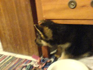 Puppy facing left (my left)
