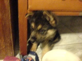 Puppy Profile