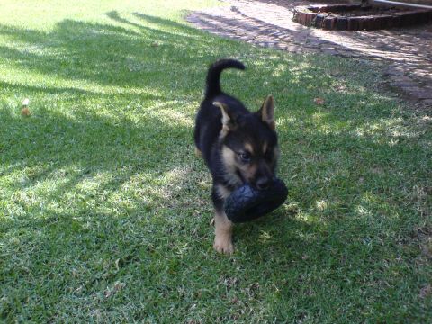 Lizzy with her new toy